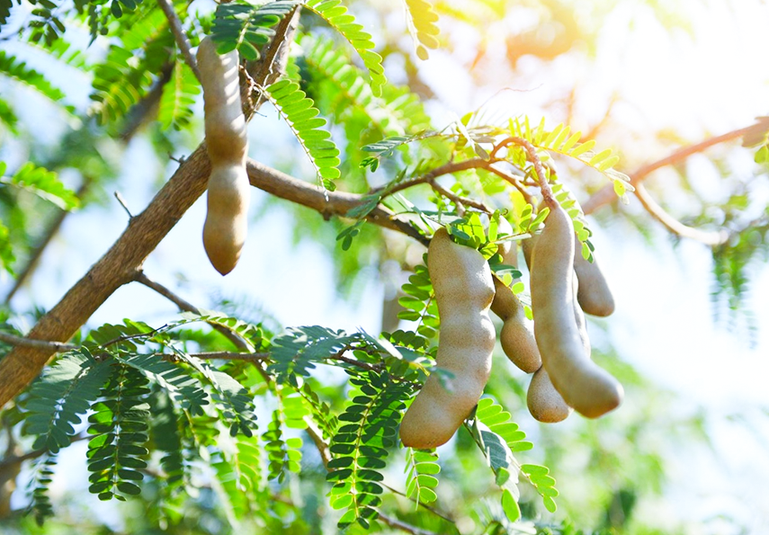 TreeVest Organic Tamarind Tree Investment Plan